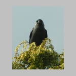 Corvus monedula - Dohle 04.jpg